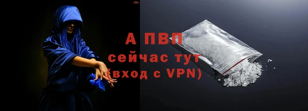 сатива Беломорск